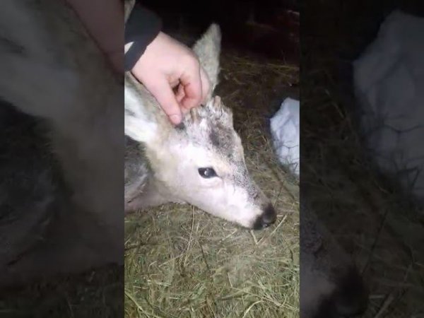 На косулю в Бийске набросились бездомные собаки (Будни, 03.02.20г., Бийское телевидение)