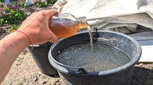 Нашла просто золотое средство!!! Урожай удваивает и от болезней защищает на любой стадии роста.