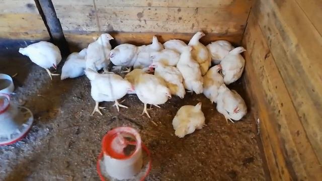 Выращивание бройлеров.Бройлеры с первого дня и до забоя.Итог на 45 день