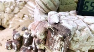 Цивилизация, пережившая динозавров: отправляемся в гости к муравьям