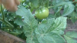 Томат Champion improved гном.