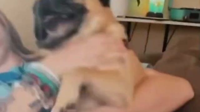 Орущий Мопс Пёс боится стричь ногти и смешно орет