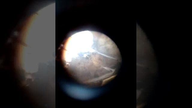 Урок по биологии вид плесени под микроскопом?