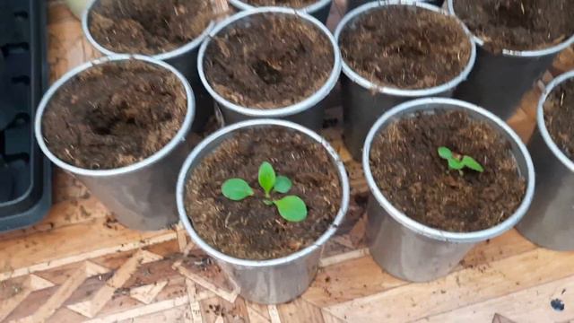 Пикируем петунию правильно.. смотреть онлайн