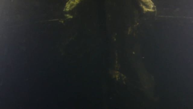 ОБСЛЕДОВАНИЕ ВОЕННОГО КОРАБЛЯ ИЗ ФЛОТИЛИИ ПЕТРА I смотреть онлайн