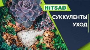 Суккуленты Уход в Домашних Условиях ✔️ Суккуленты необычные виды