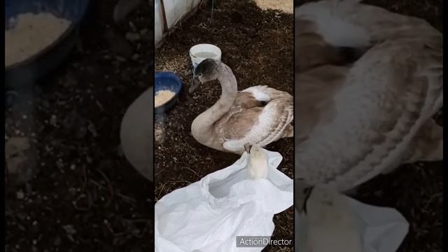 Спасённые лебеди в городе Острове, Псковская область смотреть онлайн