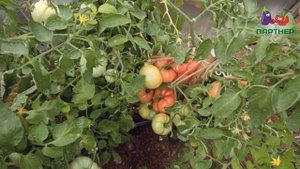 КРУПНОПЛОДНЫЙ РОЗОВЫЙ ТОМАТ С НАСТОЯЩИМ ВКУСОМ