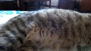 Котята шевелятся в животе у кошки