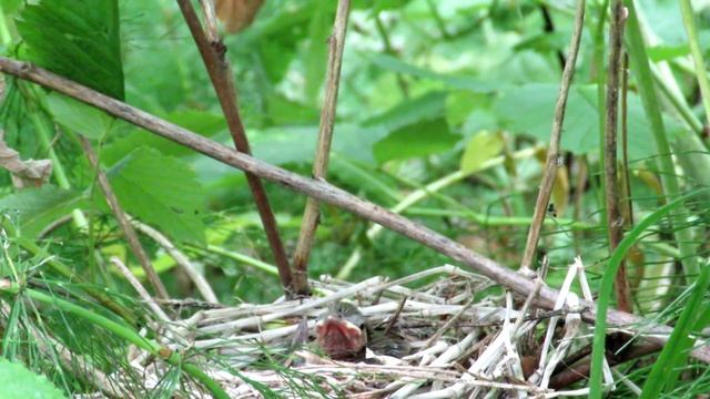 Птенцы с "Ирокезом" Славка садовая, Garden Warbler смотреть онлайн