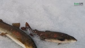 Супер рыбалка на черногривого хариуса в Себяне. Якутия. 2 часть.