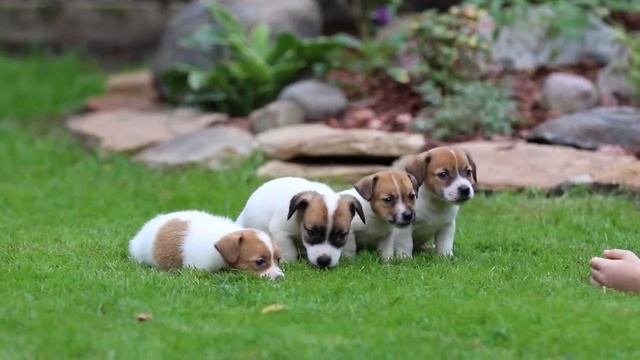 Щенки джек рассел терьера 6 недель сентябрь 2022г смотреть онлайн