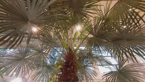 В ПЕРВОМ ОРАНЖЕРЕЙНОМ КОРПУСЕ - ЦАРИЦЫНО (2)