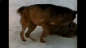 Друг Тыманчи