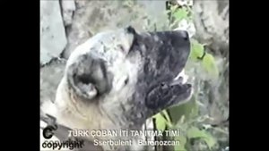 кангал турецкий оригинальный