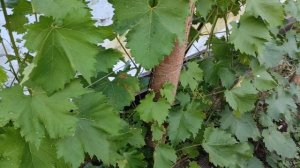 Мой виноград не болеет милдью и оидиумом. Секрет прост.