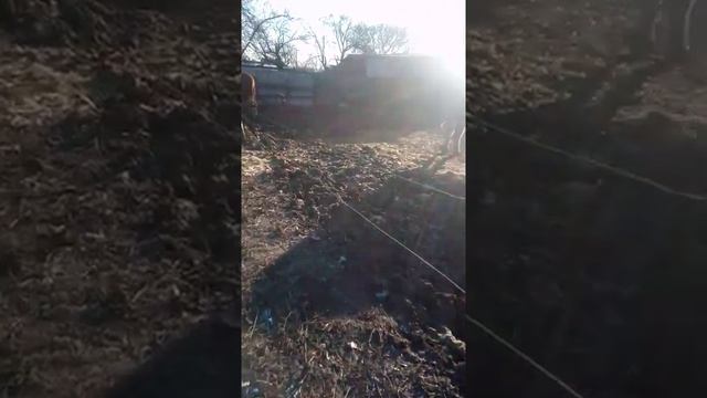 Жом как хранить. Последнее видео про быков. смотреть онлайн