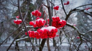 Первый снег. Курск.