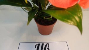 Цветы Вместе - Антуриум Шерцера Линдси Anthurium Scherzerianum Lindsey 14/55