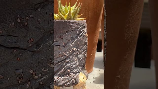 Native South African succulent! Haworthia limifolia variegata смотреть онлайн