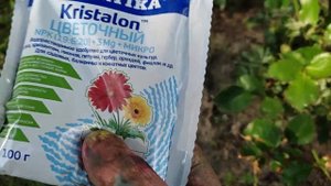 ? Начало цветения роз. Чем лучше подкормить розы-первогодки.