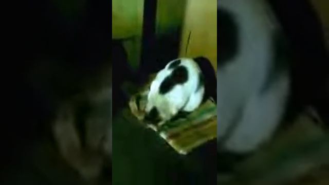 Кошка молится))) смотреть онлайн