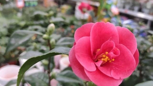 КАМЕЛИЯ  04.01.22г.
