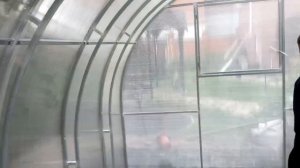 Теплица Фирменная (Кремлевская) на 12 метров