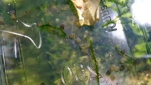 От нерестовика до малька // коридорас панда // 1 часть