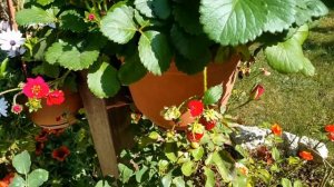 Тоскана F1 Клубника. Мускантус  зебринус китайский.