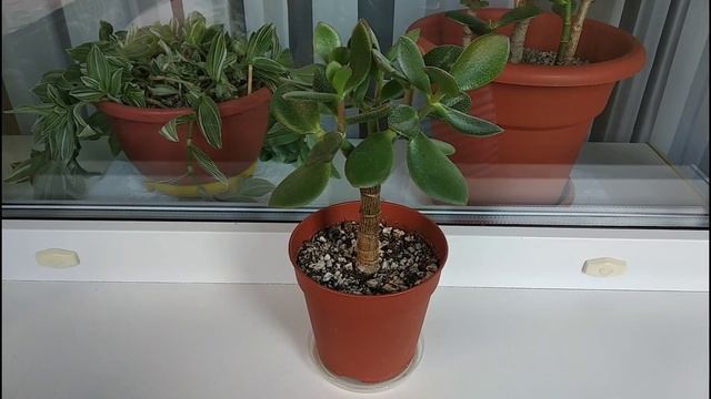 16.08.2020. Денежное дерево. Подготовка к цветению. смотреть онлайн