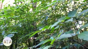 The Beatles - Yesterday | Aryan Alto Saxophone Cover