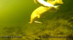 Epic underwater pike attacks on herring: fishing wt deadbaits. Рыбалка щука атакует селёдку