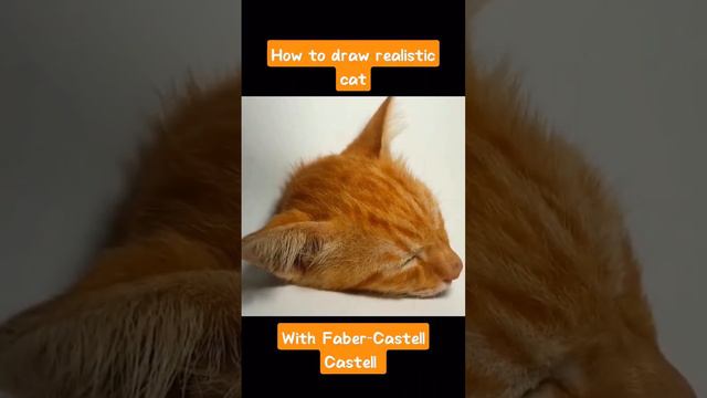 How to draw a realistic cat with Faber Castell pencil