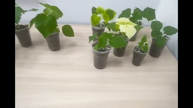 Павловния из семян или черенков. Будьте осторожны! ЭКОМИР34 Paulównia in Russia. Paulownia смотреть онлайн