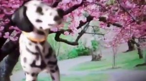 ВЫЗОВ_ПРИНЯТ_ДЛЯ_Fox_STUDIO__и_Vika_love_DogKids_Dog499