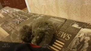 Kitten Alf ( #DIMVORTEP )