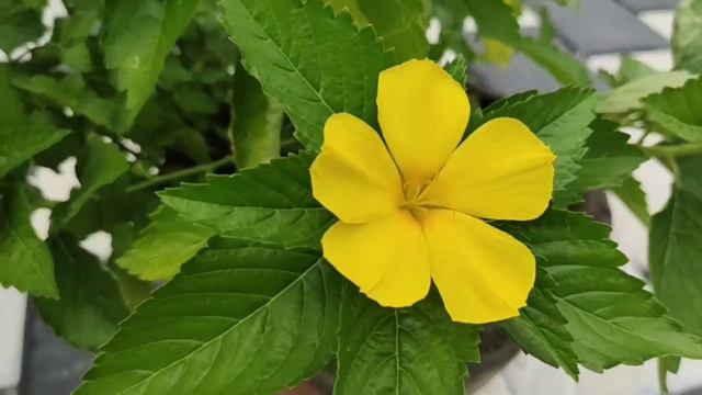 Yellow Alder Flower Plant Care And Propagation/ Turnera Ulmifolia care смотреть онлайн