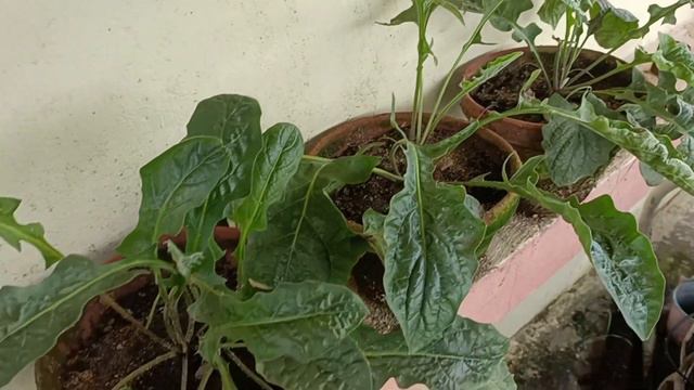 How to Grow & Care Gerbera Plants in Rainy Season || Tips to Save & Grow Gerbera Plants in Monsoon
