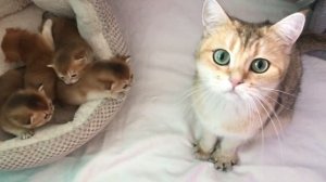 ?КОТЯТА ЗОЛОТАЯ ШИНШИЛЛА❤️??GOLDEN KITTENS?☀️?