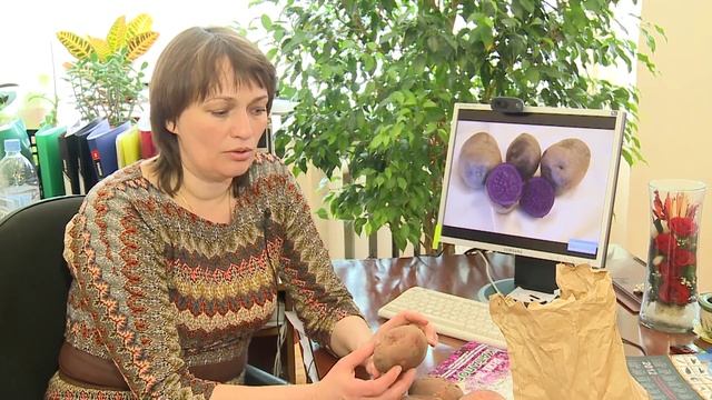 Картофель 