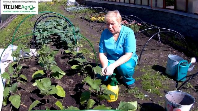 Борьба с колорадским жуком на баклажанах. Выращивание баклажанов. смотреть онлайн