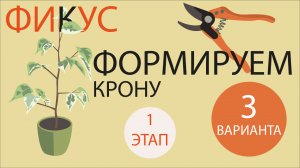 №12. Фикус Бенджамина {1}. Формируем 3 вида кроны. Этап1.