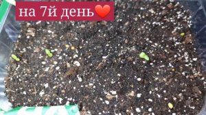 Пеларгония из семян (первые всходы❤)
