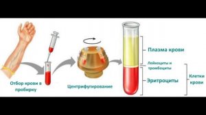 Анатомия и физиология - Лекция 15 - Красные и белые кровяные клетки, плазма