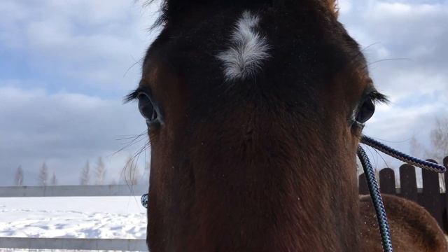 Купила лошадь? смотреть онлайн