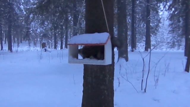 Белки разговаривают смотреть онлайн