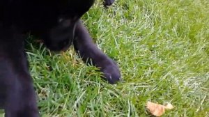 Щенки немецкой овчарки чёрного окраса №1