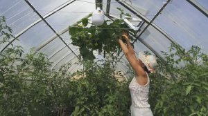 6 соток 2 июля 2024 года. Хроника.