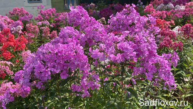 Голубеющий флокс Блю Ивнинг в моем саду днем и вечером смотреть онлайн